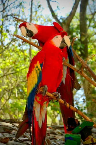Macaw Mountain Bird Park & Nature Reserve