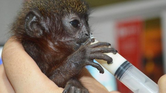 La Isla De Los Monos