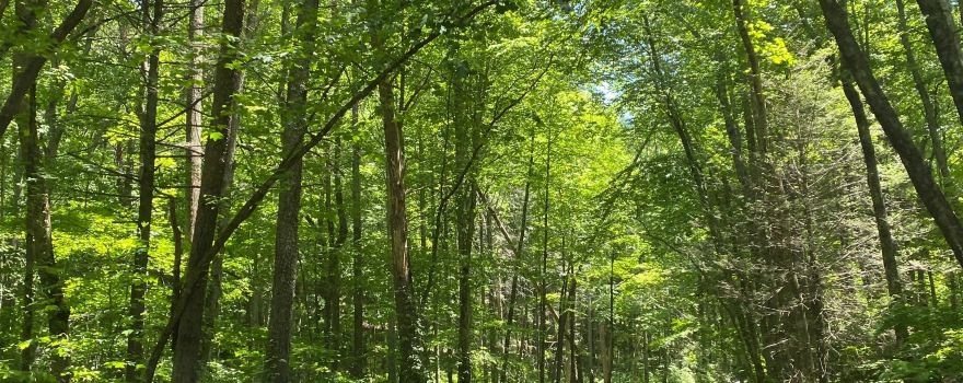 Gilmer County