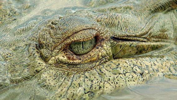 Jungle Crocodile Safari & Bird Watching Tour/ Tarcoles River CR