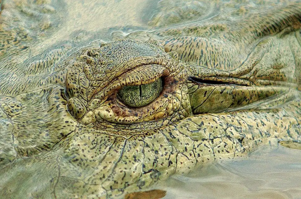 2_Jungle Crocodile Safari & Bird Watching Tour/ Tarcoles River CR