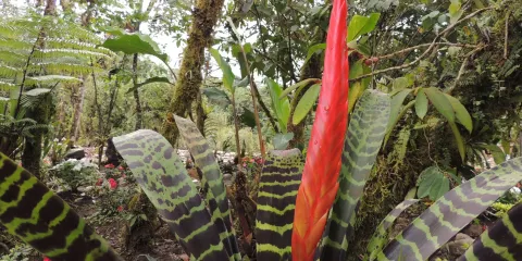 Parque Etnobotanico Omaere