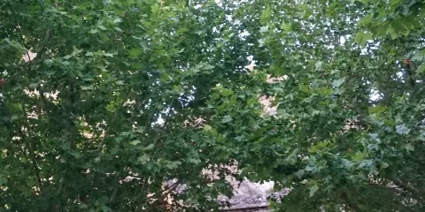 Les Territoires du jazz