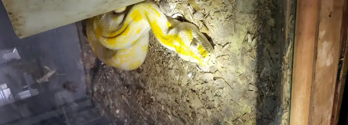 Hotels near Snake World