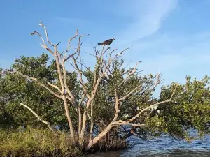 Turtle Mound River Tours