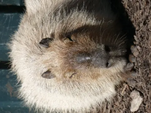 Uilen- en Dierenpark De Paay