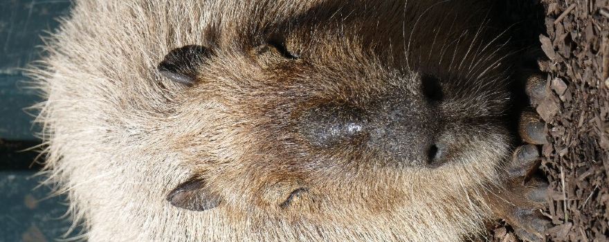 Uilen- en Dierenpark De Paay