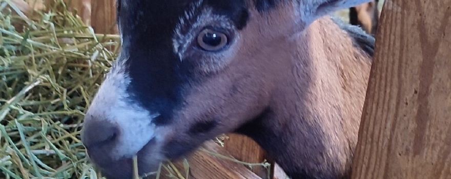 La Ferme des Divols