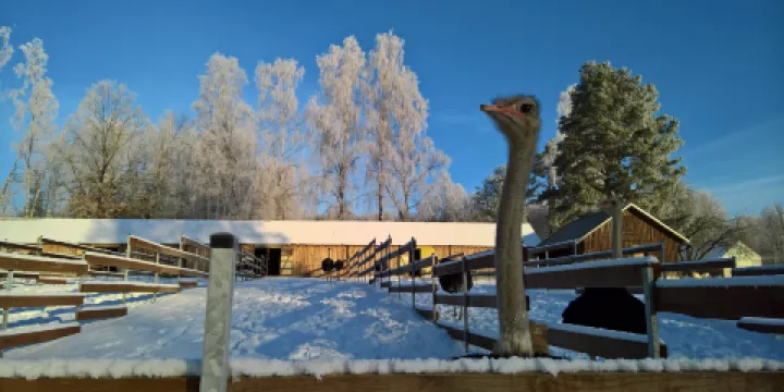 Strausu Ferma Nornieki