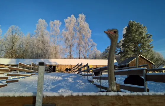 Strausu Ferma Nornieki