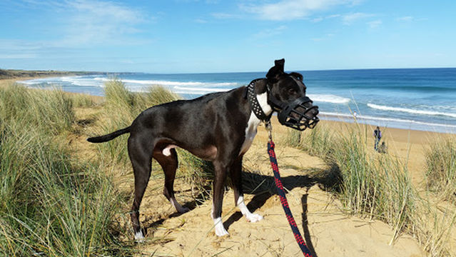 Logans Beach Whale Watching Platform