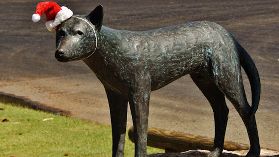 Dingo bronze sculpture