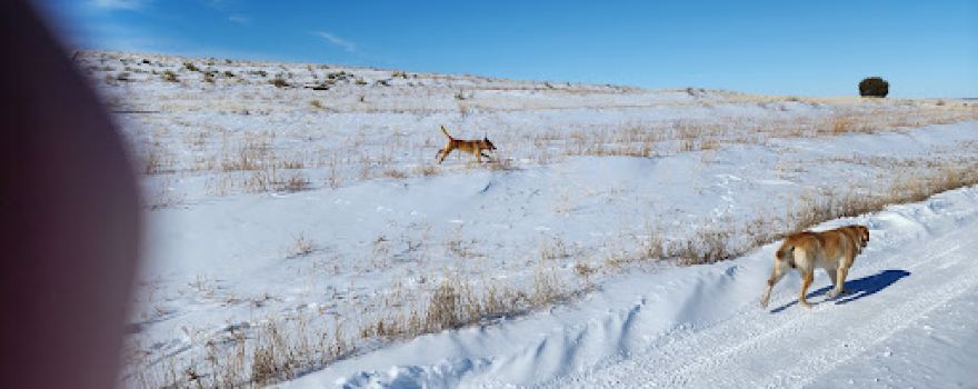 Rocky Mountain Roosters