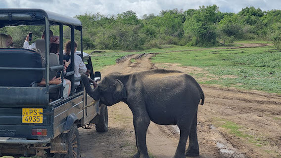 Udawalawe National Park Safari