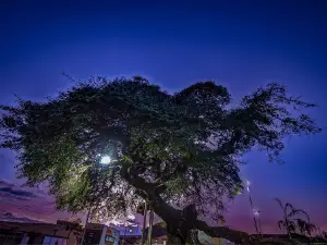 Praça Arvore Grande