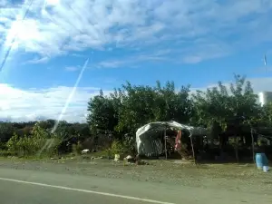 Jangal Daland