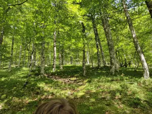 Plateau d'Iraty-Cize