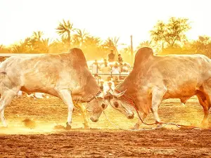 Fujairah Bull Fighting