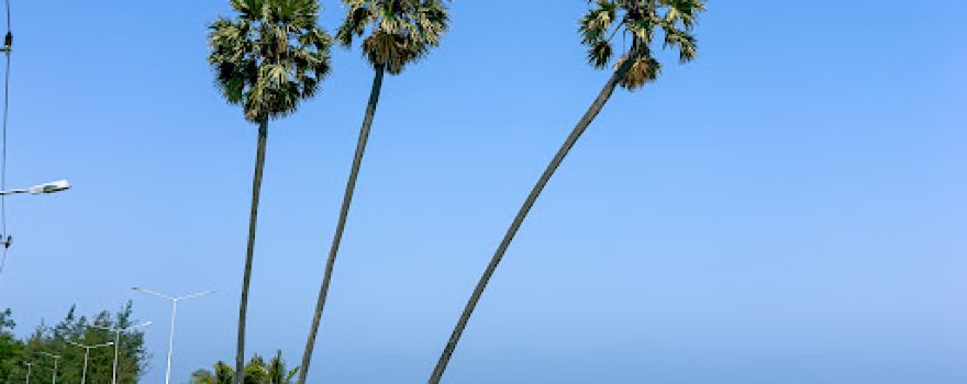 Three Palm Trees, Pranburi