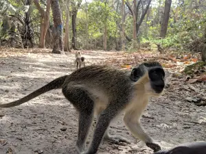 Bijilo National Park