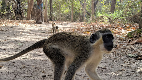 Bijilo National Park