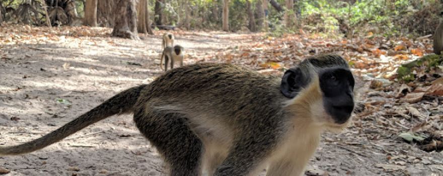 Bijilo National Park