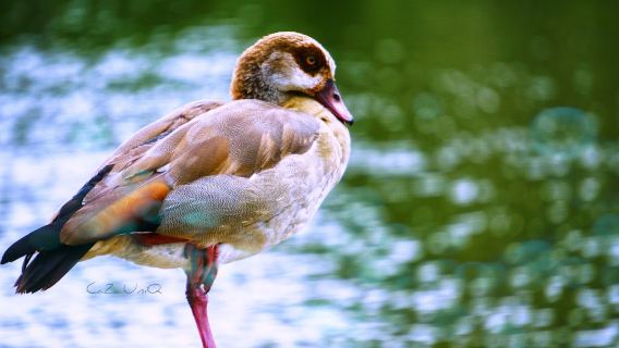 Zoo Lake