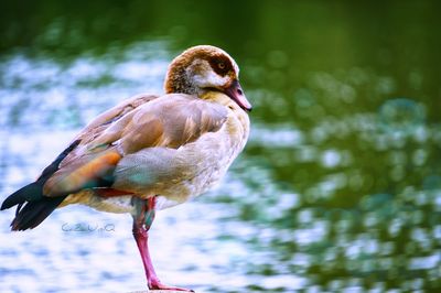 Zoo Lake