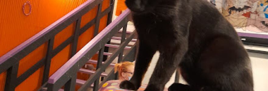 Grounded Paws Animal Rescue & Cat Cafe