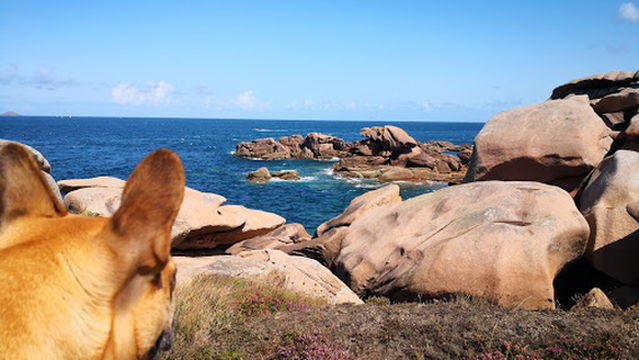 Tourisme avec mon chien