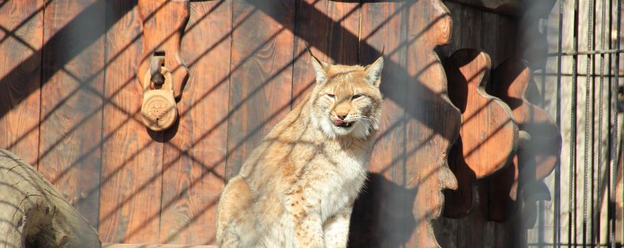 Lesnaya Skazka, Park Otdykha Imeni Alekseya Yeliseyeva