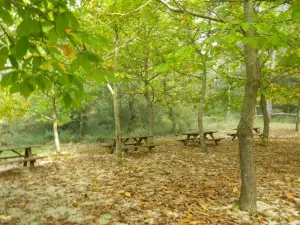 Foresta Mercadante