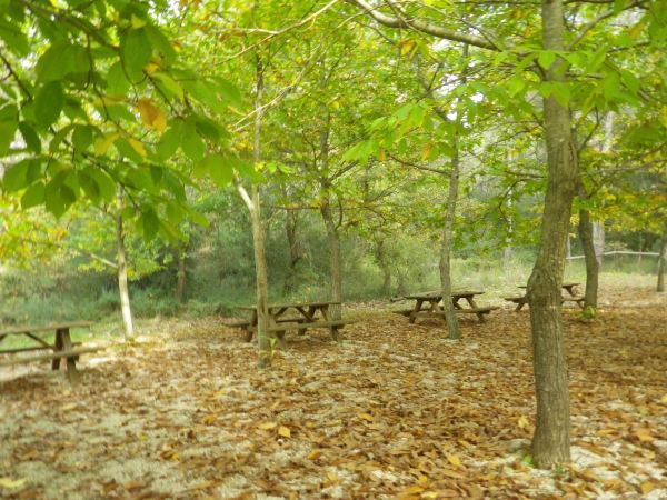 Foresta Mercadante