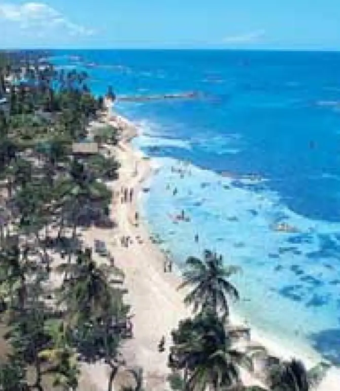 Guayacanes