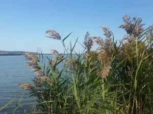 Municipal Beach