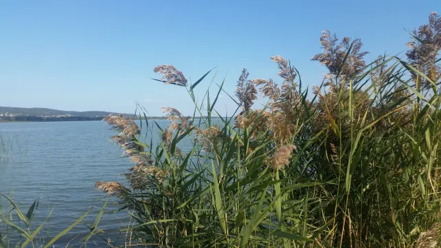 Municipal Beach