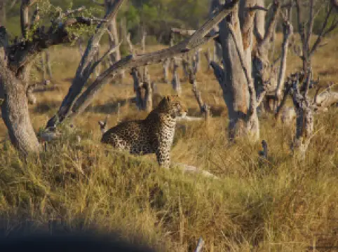 Moremi Wildlife Reserve