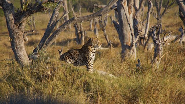 Moremi Wildlife Reserve