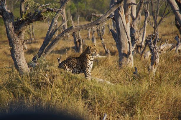 Moremi Game Reserve