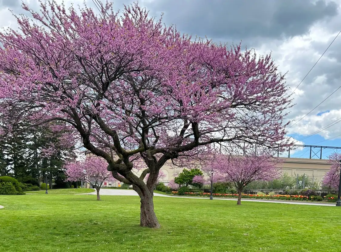Hotels near Centennial Lilac Garden