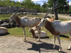 Pombia Safari Park