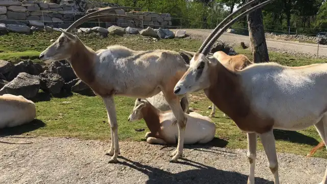 Safaripark
