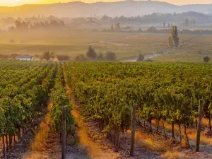BALDUZZI Vineyards & Winery