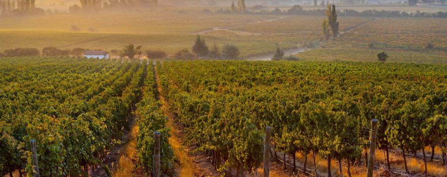 BALDUZZI Vineyards & Winery
