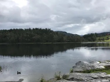 The Goldfish Lake