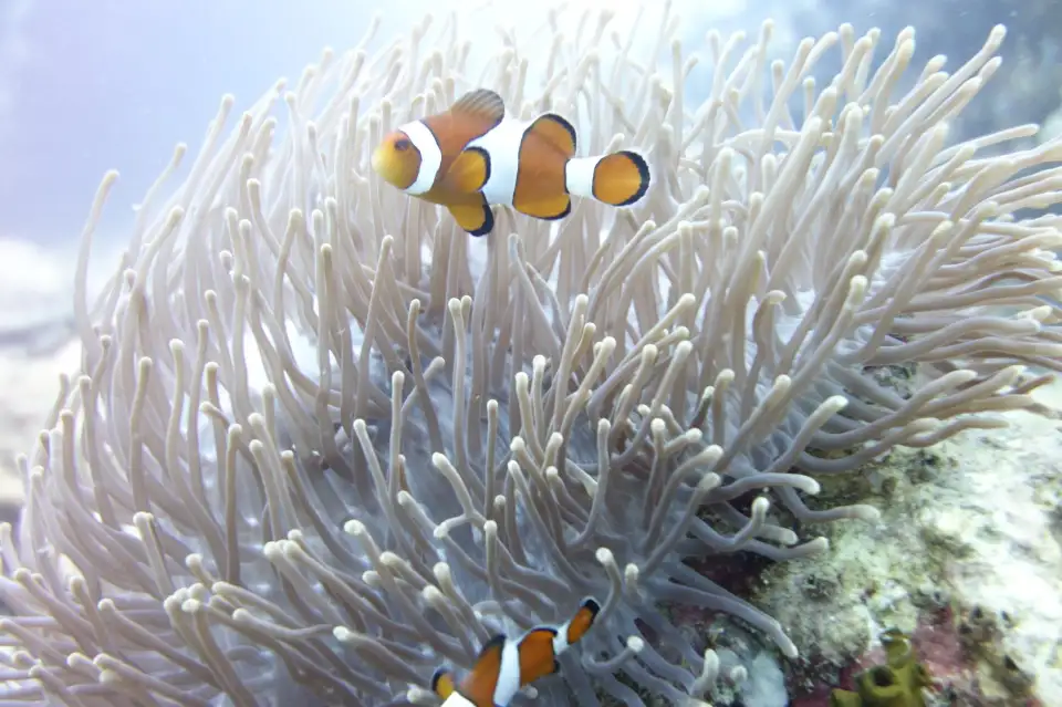 2_Scubaseb Diving Phuket