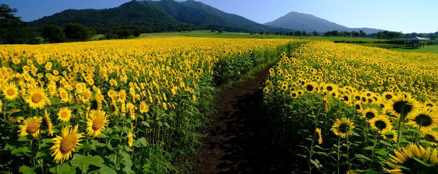蒜山娟珊牛樂園
