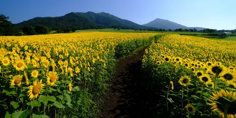 蒜山娟珊牛樂園