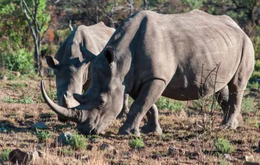 Bhubeza Safaris