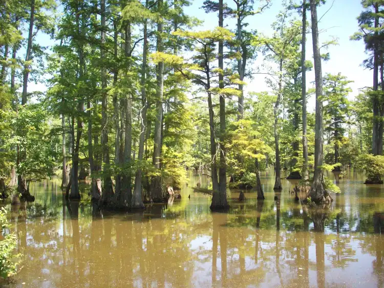 Hotels in Alexander County